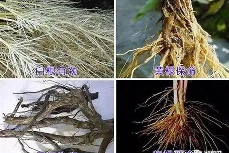 空心菜施什么肥料又脆又嫩
