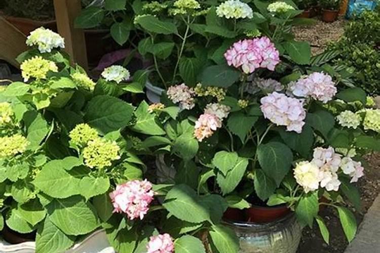绣球叶子发黑