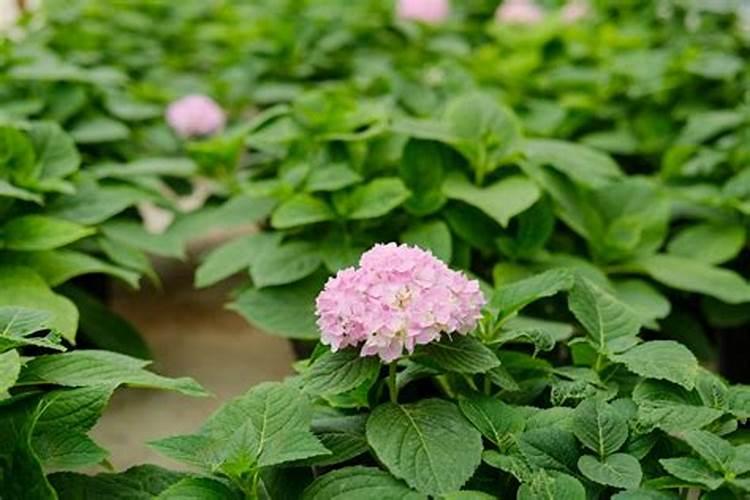 绣球花施肥时间和方法