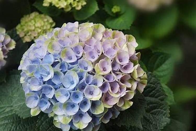 绣球花怎么施肥