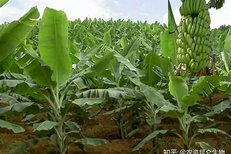 香蕉抽蕾后怎么施肥