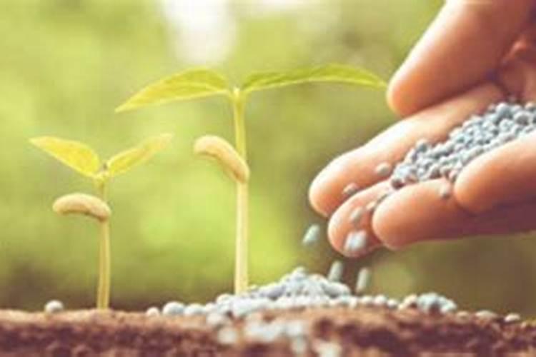 西兰花结球期怎么浇水施肥？