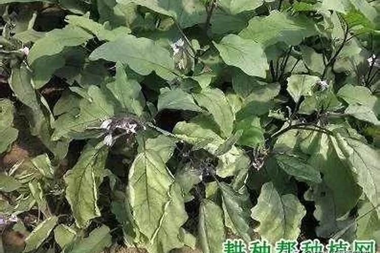 茄子青枯病怎么治疗。
