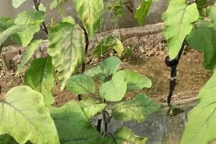 如何防治茄子青枯病 茄子病害如何解决