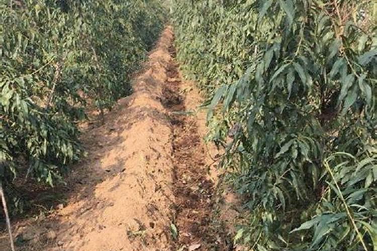 桃树用什么肥料好
