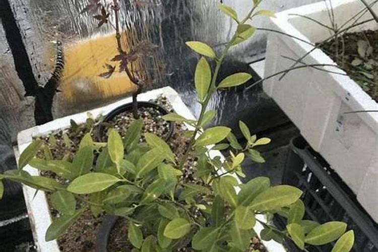 相雨金豆子叶面肥肥怎么样