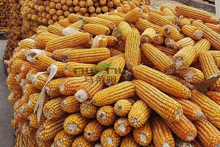 大豆可以喷玉米叶面肥吗r？