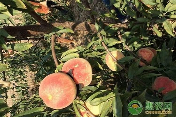无锡水蜜桃施肥方法及时间是怎样的 无锡水蜜桃施肥方法及时间百度知 ...