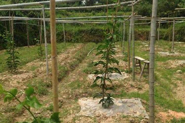 福进门大量元素水溶肥是通用的吗？