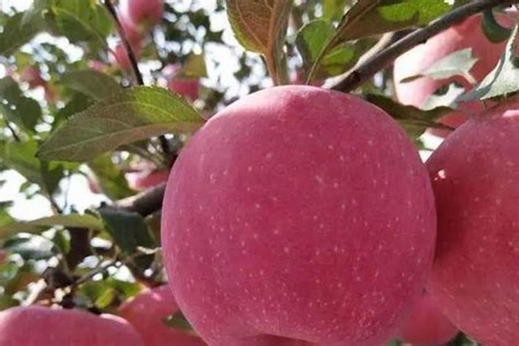 苹果树用什么肥料好