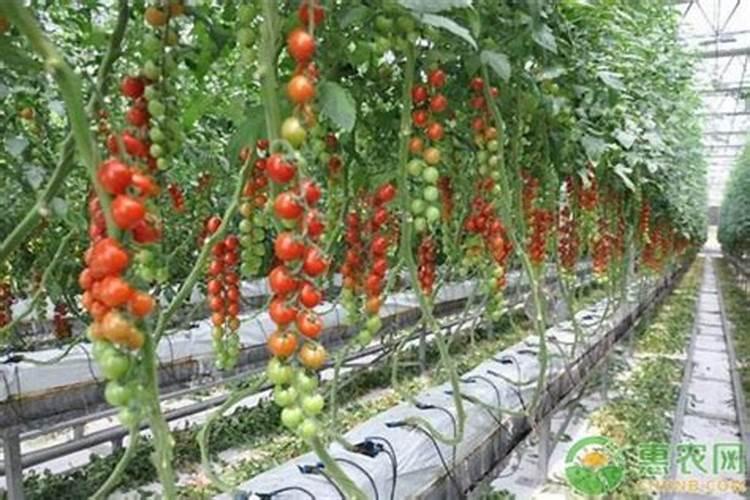 西红柿开花了什么时候施肥