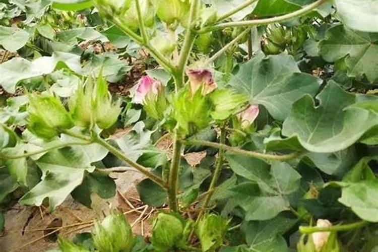 棉花开花结果时,为什么要追施磷肥