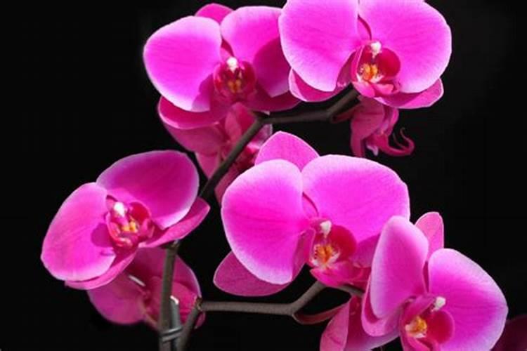 开花期间施什么肥好 开花期间需要施肥吗