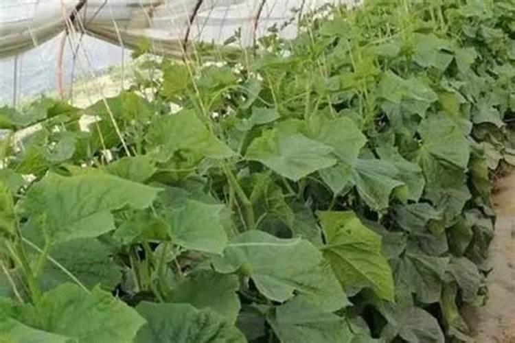 黄瓜什么时候用高钾肥料 怎么施肥提高产量