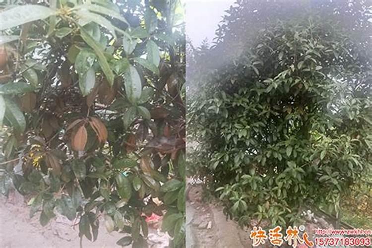 桂花用什么肥料最好最旺养好