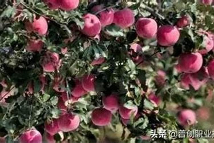 一般施肥多少天能吸收(化肥施入土壤后多久被吸收)