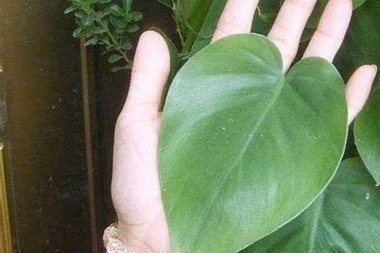 绿植施肥用什么肥料最好,给绿植施4种肥长得好