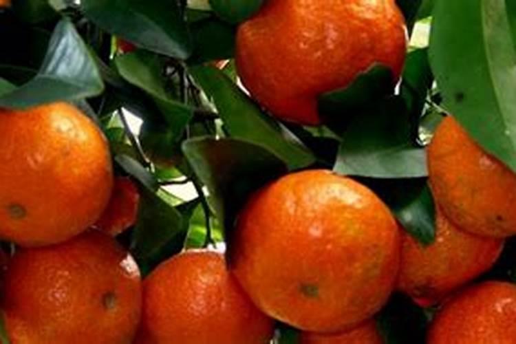 9月下旬挂果量大的长势好老树沙糖桔需什么肥好