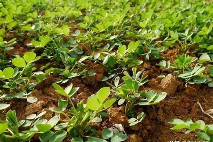 花生用什么叶面肥好 附种植方法