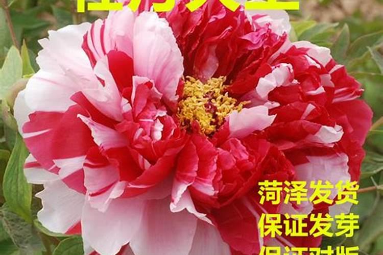 牡丹怎么施肥(地栽牡丹施肥时间和方法是怎么样的？)