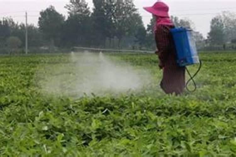 菜苗定植后可以喷叶面肥吗视频？
