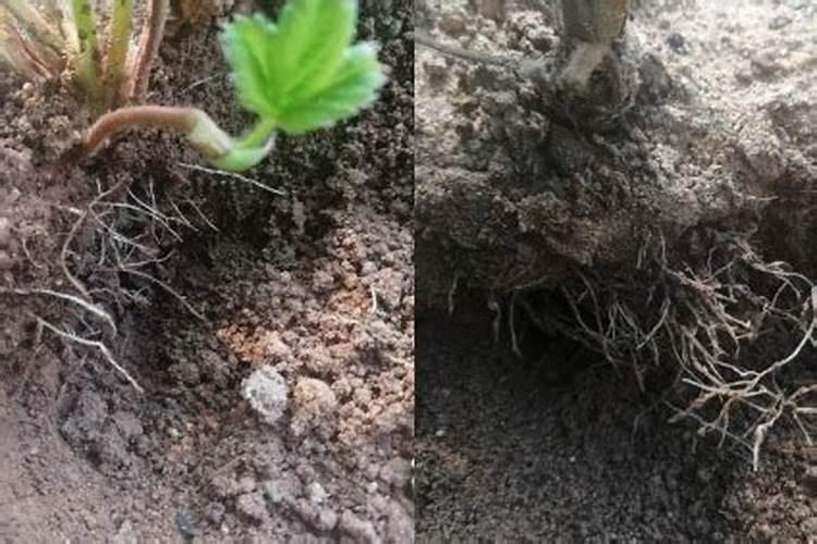 磷酸二氢钾怎么使用有助于植物生根