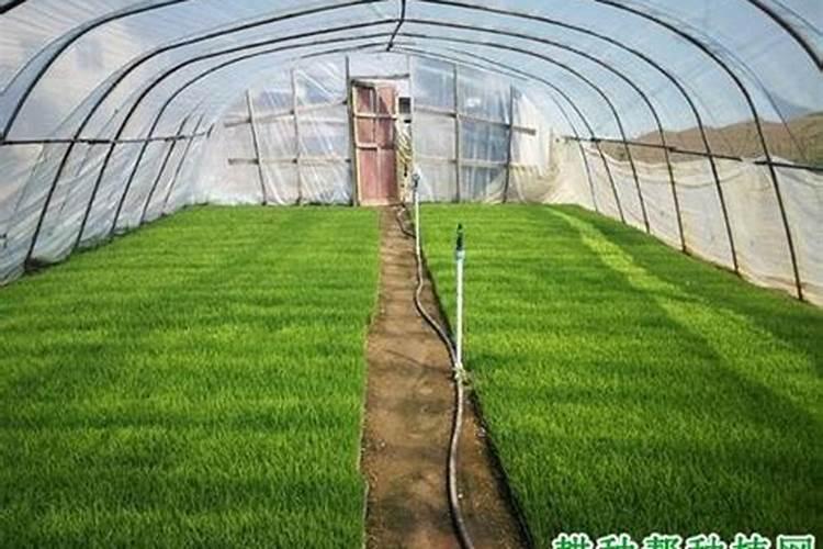 使用冲施肥要注意什么 使用冲施肥要注意什么事项