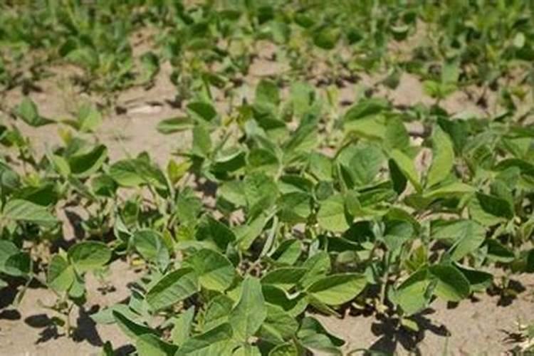 大豆花期打什么药能高产 花期施什么肥好
