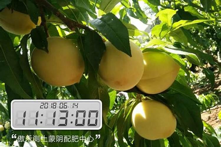 田里果树放钾肥会怎么样？