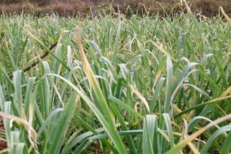 复合肥养花是兑水用好还是埋进土里效果好？