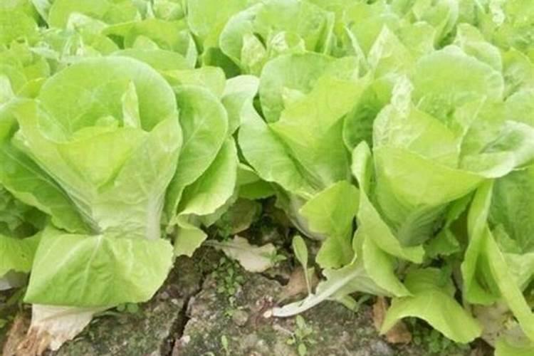 小白菜的肥料需求大,小白菜要增施钾肥吗？