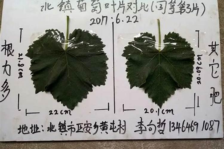 叶面肥在葡萄管理上非常重要,如何用才能够达到最好的效果？