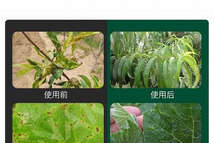 玉树不开花怎么办