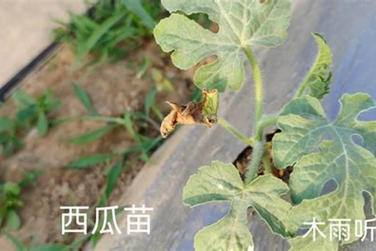 西瓜幼苗用什么肥料