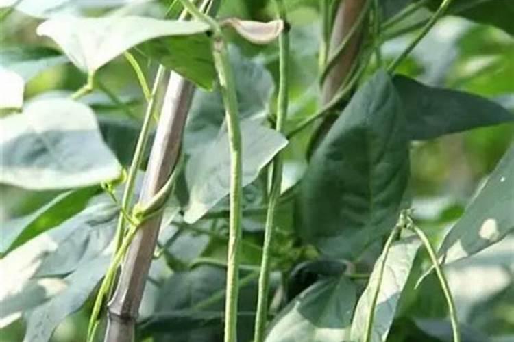 我家大棚豆角种上一个月不见长怎么办