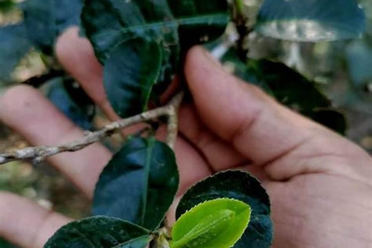 绿茶花盆栽怎么种 绿茶花盆栽种植方法