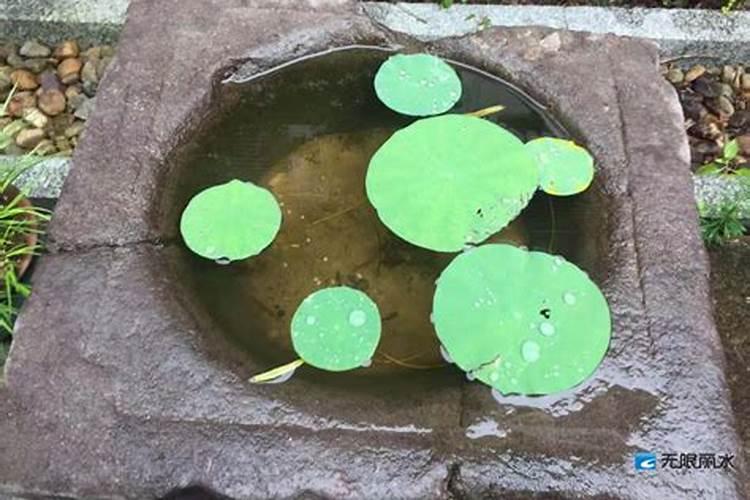 莲子用哪种叶面肥好