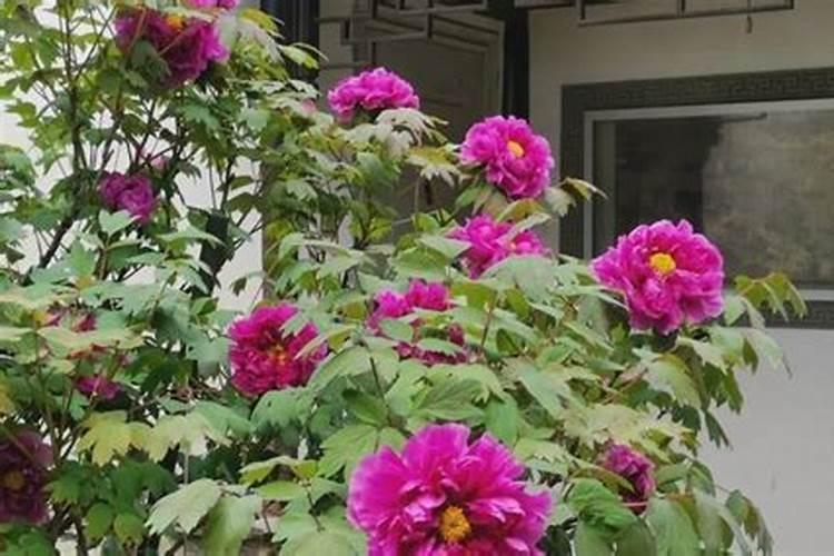 牡丹花入冬前施什么肥