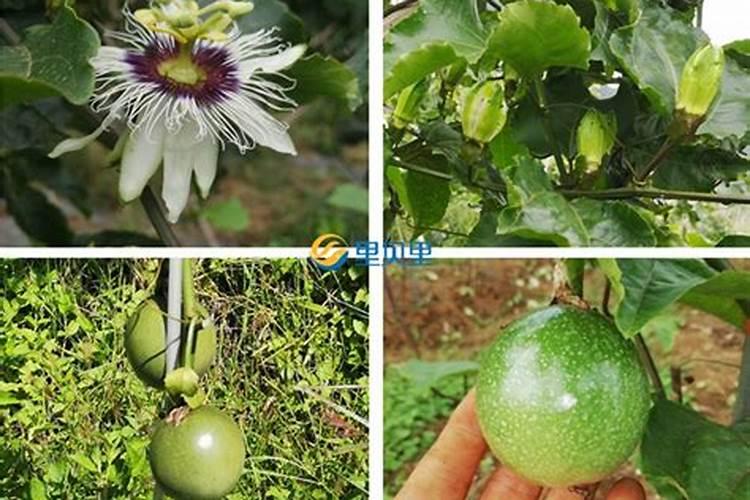 百香果挂果期施什么肥(百香果开花结果了要施什么肥)