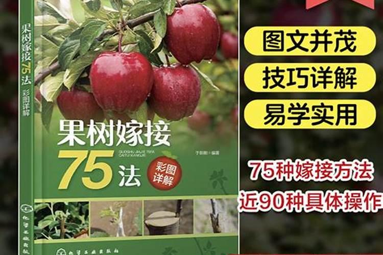 嫁接果树什么时候可以施肥