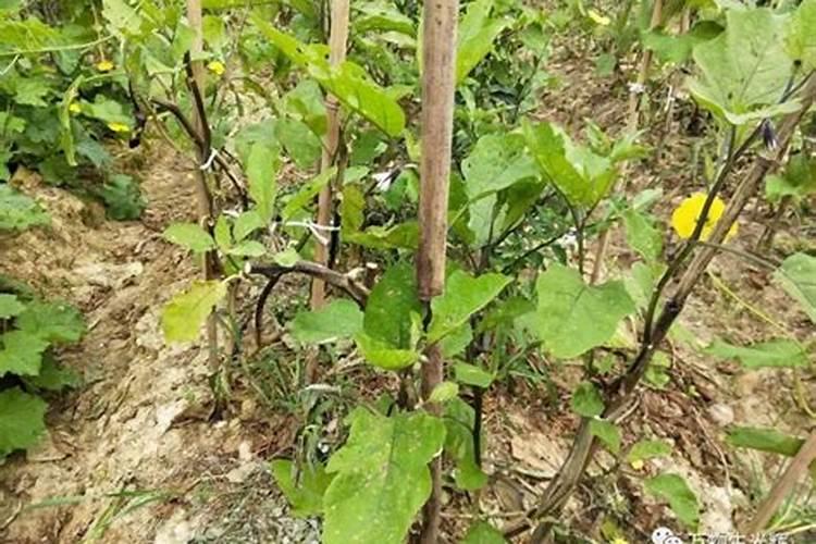 露地茄子剪枝再生栽培技术,种茄子为什么要剪叶