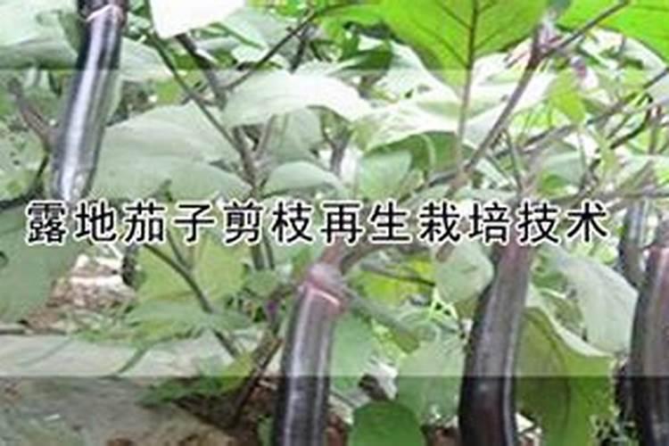 茄子二次生长技术