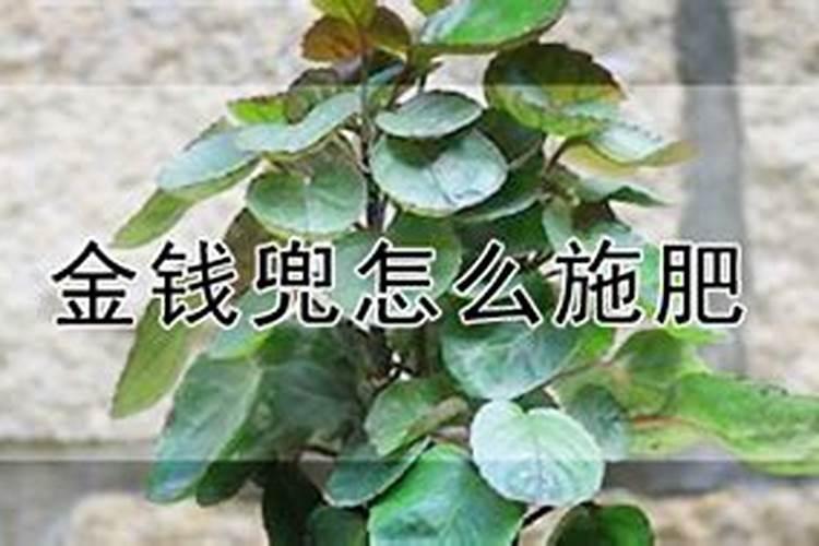 金钱兜树怎么养 兜财树怎么养才长得好