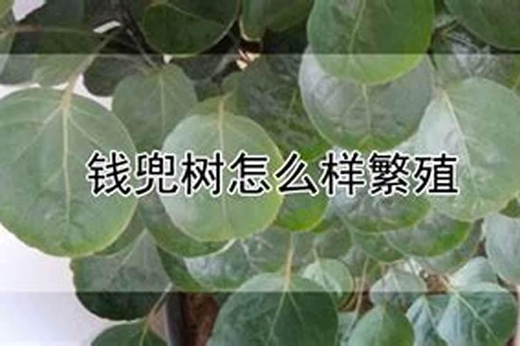 金钱兜树怎么养 兜财树怎么养才长得好