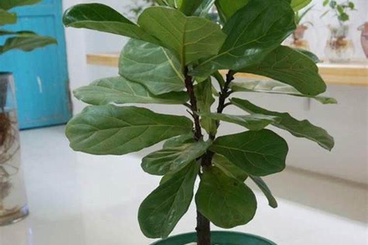 钱兜的养殖方法(植物钱兜的养殖方法)