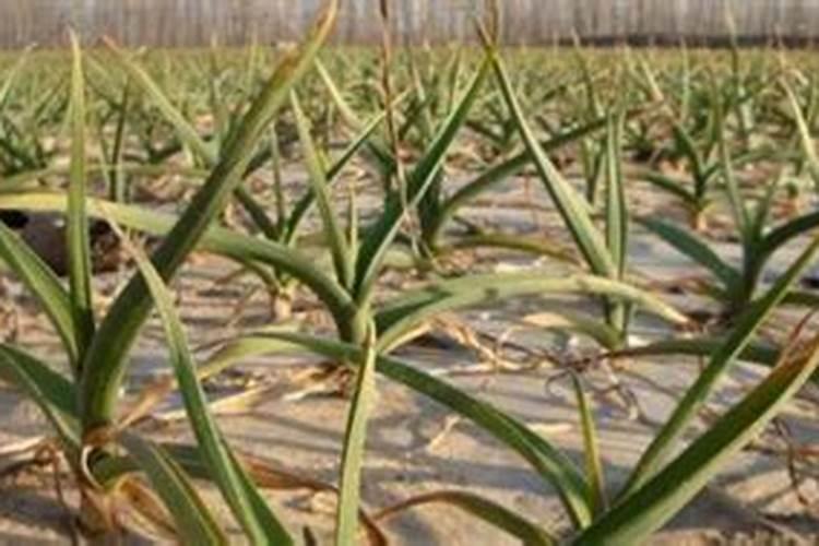 大家好,我家的大蒜前两天上肥料,结果肥料过多导致大蒜有叶子烧黄的...