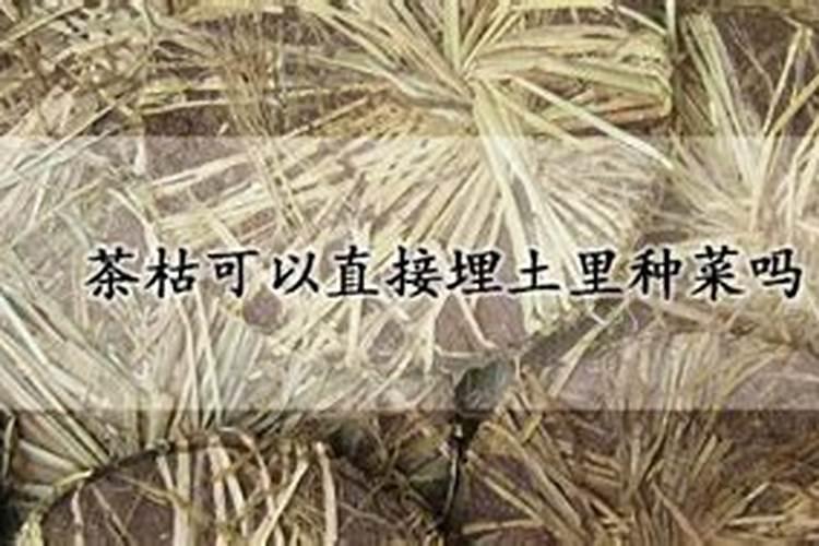 茶枯的功效有什么