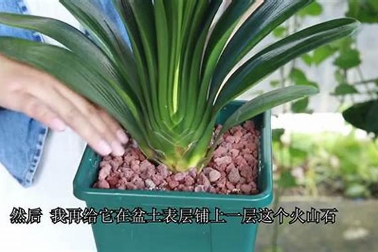 君子兰施肥用什么肥料长得好 养殖君子兰适合使用的肥料