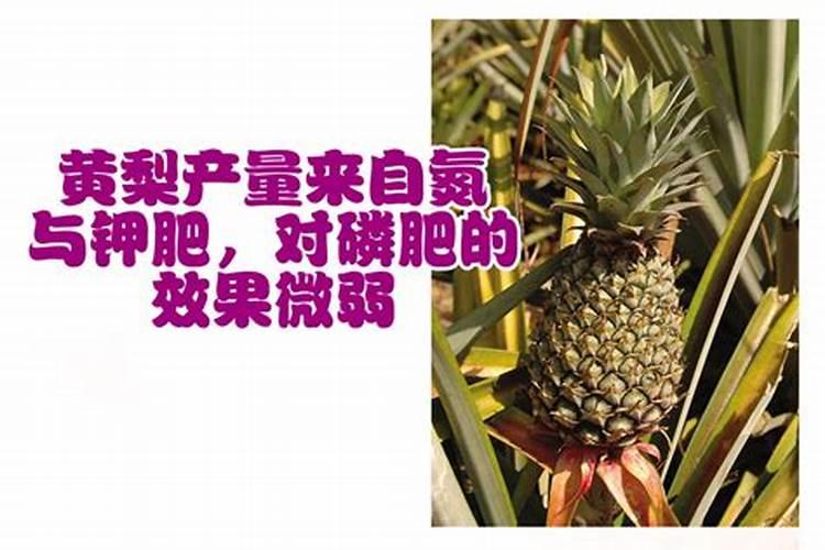 家庭养花自制花肥的办法有哪些？