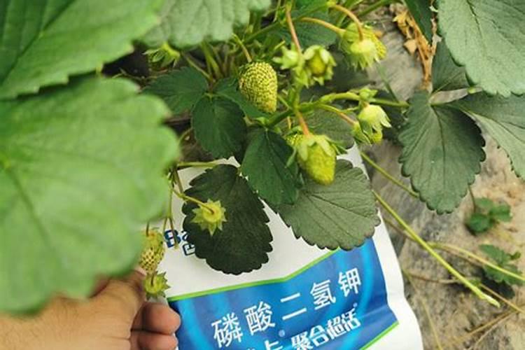 硅肥对草莓喷好还是灌根好